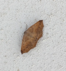 Prochoerodes forficaria