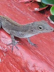 Anolis