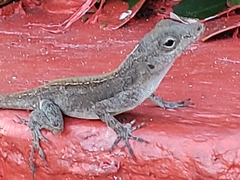 Anolis