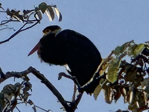Storm's Stork (Ciconia stormi), photo 8