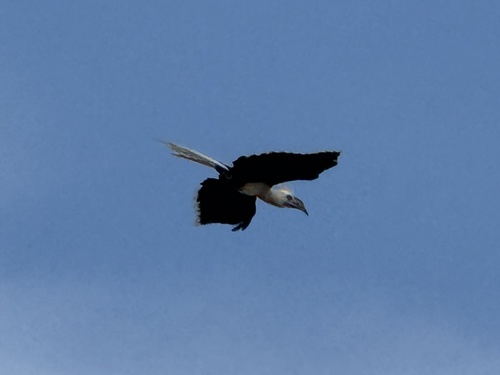 White-crowned Hornbill (Berenicornis comatus), photo 8