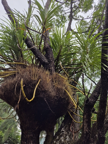Image of Grammatophyllum speciosum by (c) Rainer Breitling, some rights reserved (CC BY)