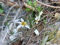 Crocus hyemalis