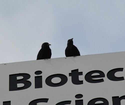 iNaturalist image