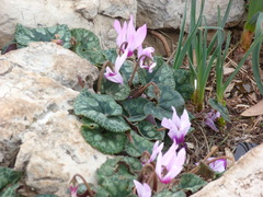 Cyclamen persicum