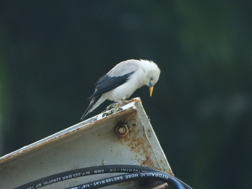 White-headed Starling (Sturnia erythropygia), photo 10