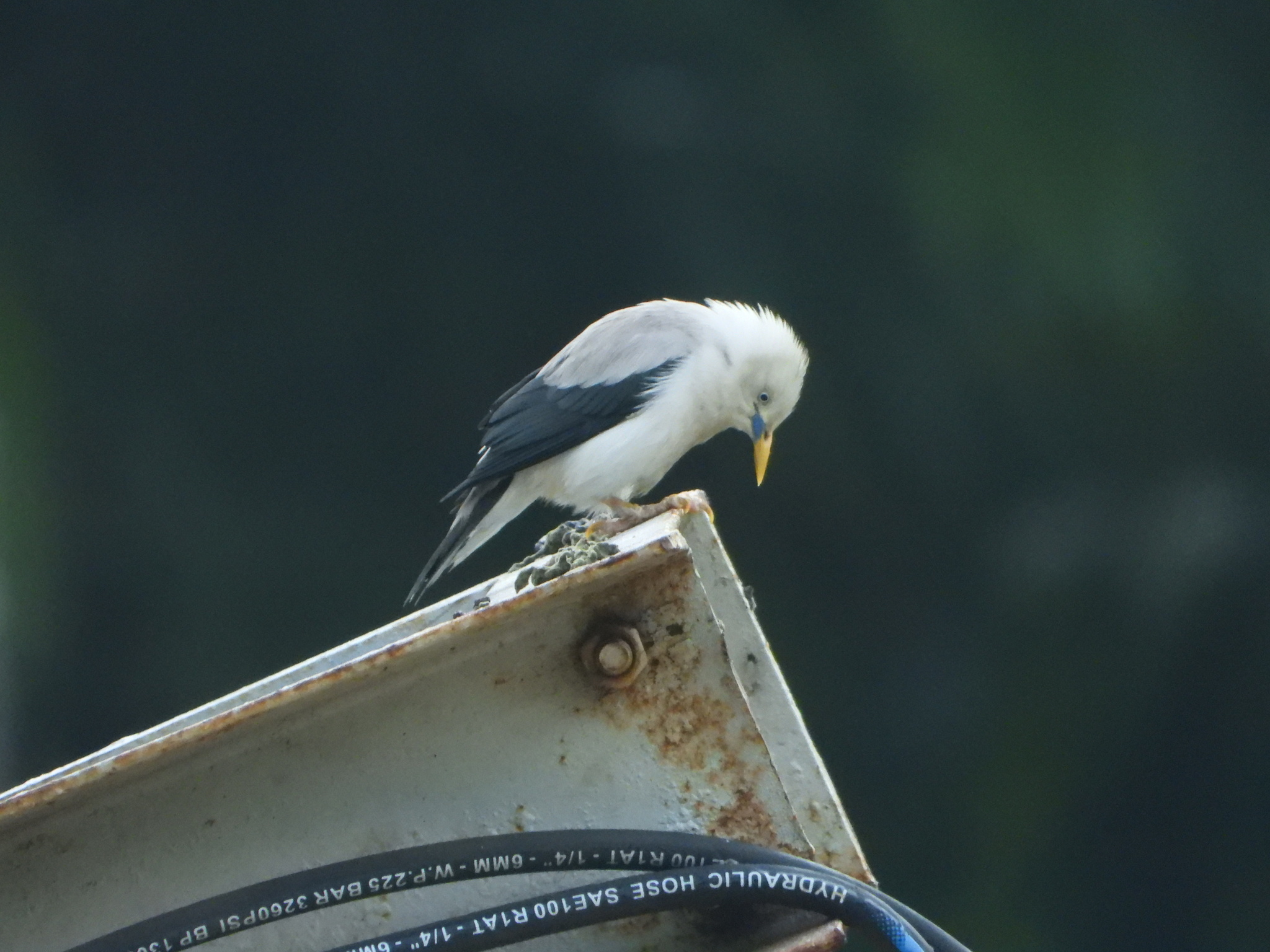 White-headed Starling (Sturnia erythropygia), photo 3