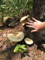 Pleurotus levis