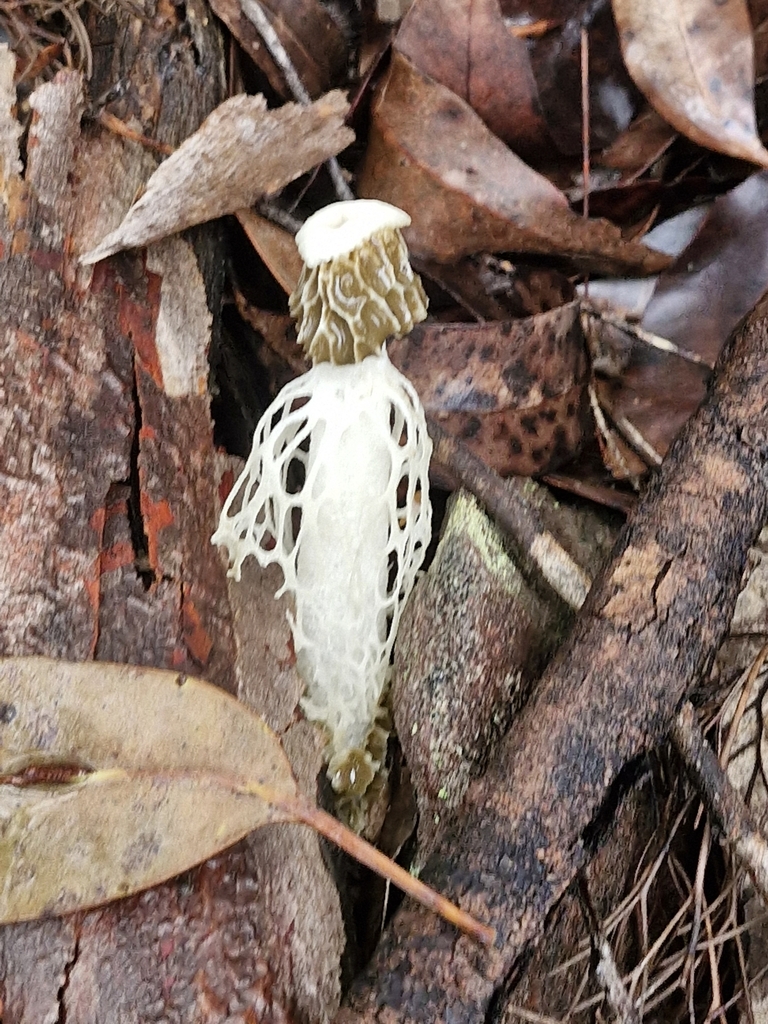 Phallus indusiatus · March 2025 · photo: © ronavery (iNaturalist, cc0)