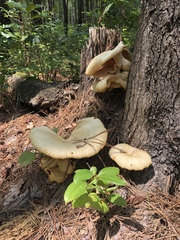 Pleurotus levis