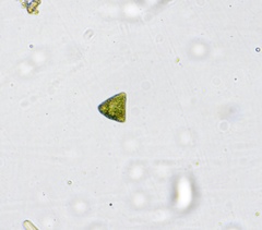 Tetraedron triangulare