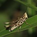 Admirable Grasshopper - Photo (c) Victor W. Fazio III, some rights reserved (CC BY-NC-ND), uploaded by Victor W Fazio III