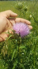 Cirsium discolor