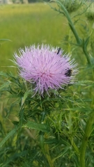 Cirsium discolor