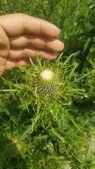 Cirsium discolor