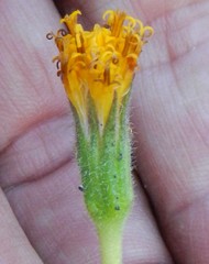 Raillardella scaposa