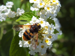 Volucella elegans
