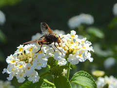 Volucella elegans