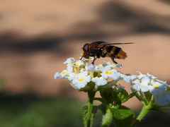 Volucella elegans