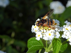 Volucella elegans