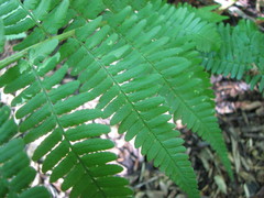 Dryopteris × montgomeryi