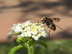 Volucella elegans