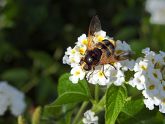 Volucella elegans