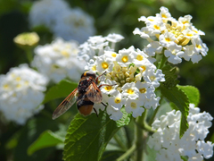 Volucella elegans