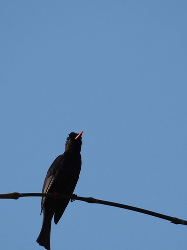 Black Bulbul (Hypsipetes leucocephalus), photo 10