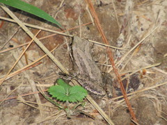 Pseudacris triseriata