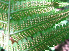 Dryopteris × montgomeryi