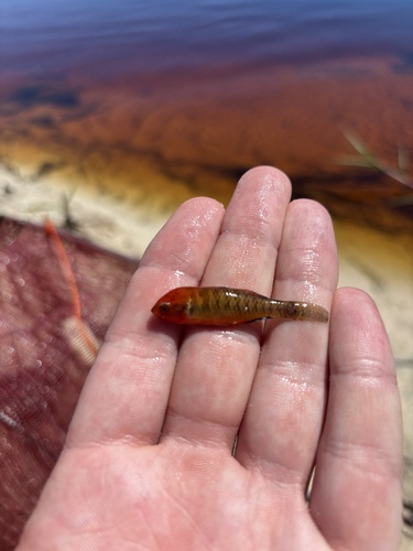 Australian carp-gudgeon (Hypseleotris compressa) — Eleotridae — 2