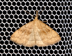 Phalaenostola metonalis