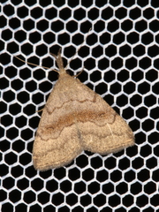 Phalaenostola metonalis