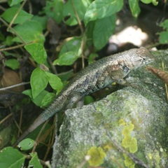 Sceloporus horridus