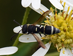 Parancistrocerus pensylvanicus