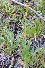 Raillardella scaposa