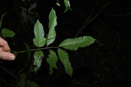 Image of Rhodosphaera rhodanthema by (c) Greg Tasney, some rights reserved (CC BY-SA)