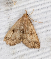 Phalaenostola eumelusalis