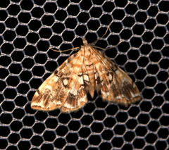 Elophila faulalis