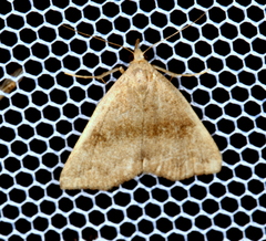 Phalaenostola eumelusalis