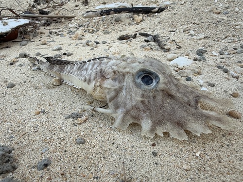 Gepantserde zeehaan (Gargariscus prionocephalus) — Peristediidae — 2