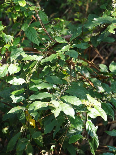 Image of Maesa perlarius by no rights reserved