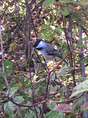 Poecile atricapillus