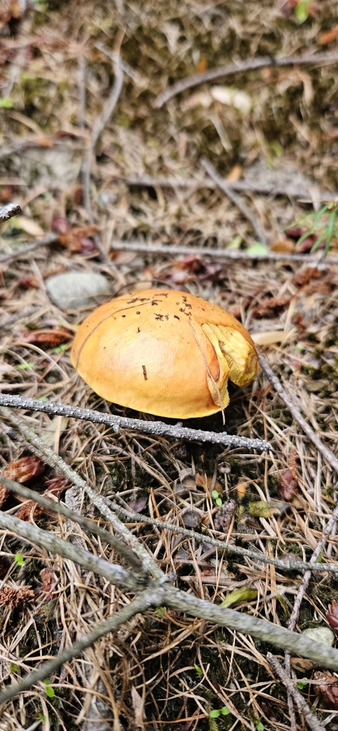 Suillus grevillei · March 2025 · photo: © shane212 (iNaturalist, cc0)