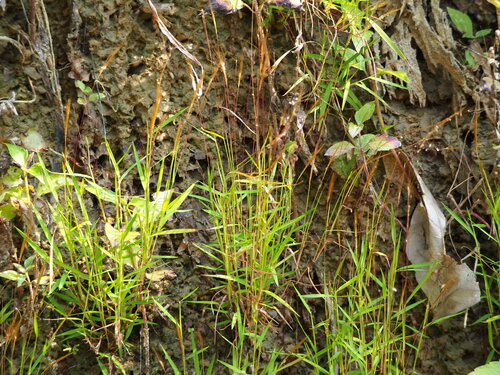 Pogonatherum crinitum, photograph 4