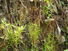 author not stated, no rights reserved Pogonatherum crinitum, photograph author not stated, no rights reserved