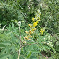 Crotalaria cajanifolia