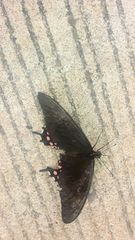 Heraclides rogeri pharnaces