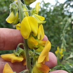 Crotalaria cajanifolia